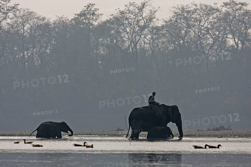 A Mahut crosses the East Rapti Riverwith his elephant and two juveniles at Sauraha