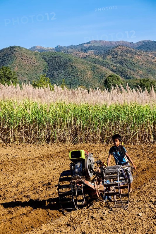 Boy with a walk-behind tractor working on a sugar cane field