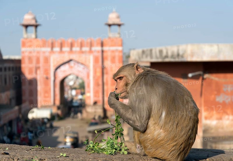 Rhesus Macaque (Macaca mulatta)