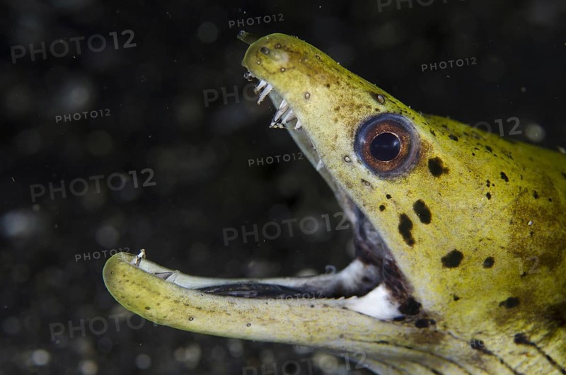 Fimbriated moray (Gymnothorax fimbriatus) showing teeth