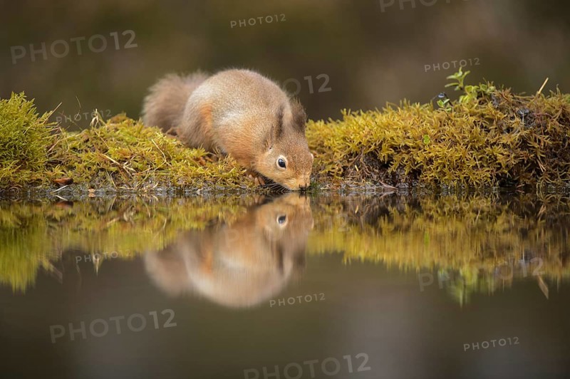 Eurasian Red Squirrel (Sciurus vulgaris) adult
