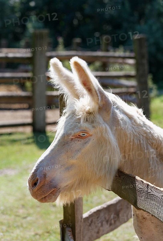 Austria-Hungarian White Donkey