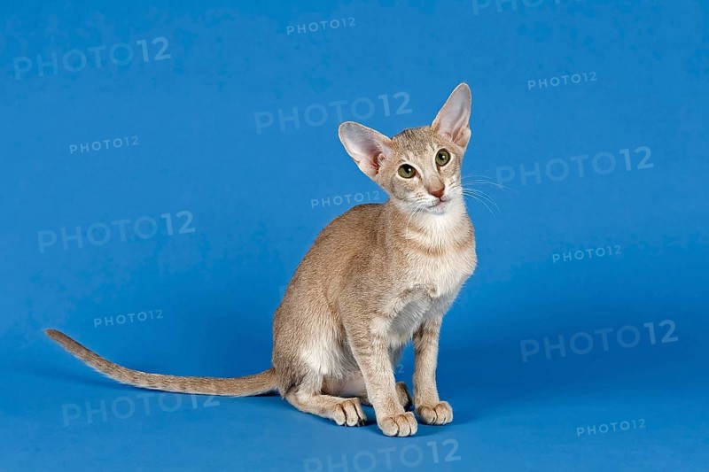 Oriental Shorthair cat
