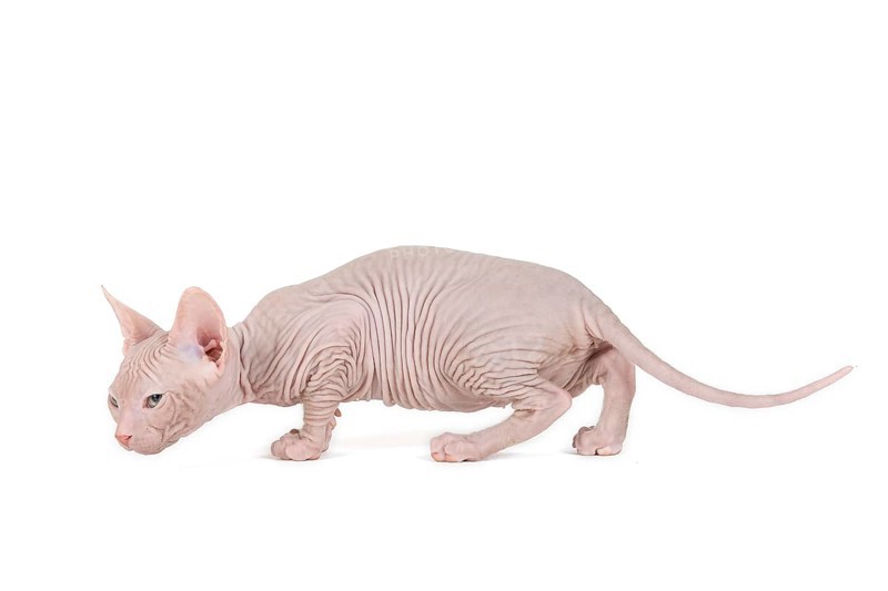 Don Sphynx kitten