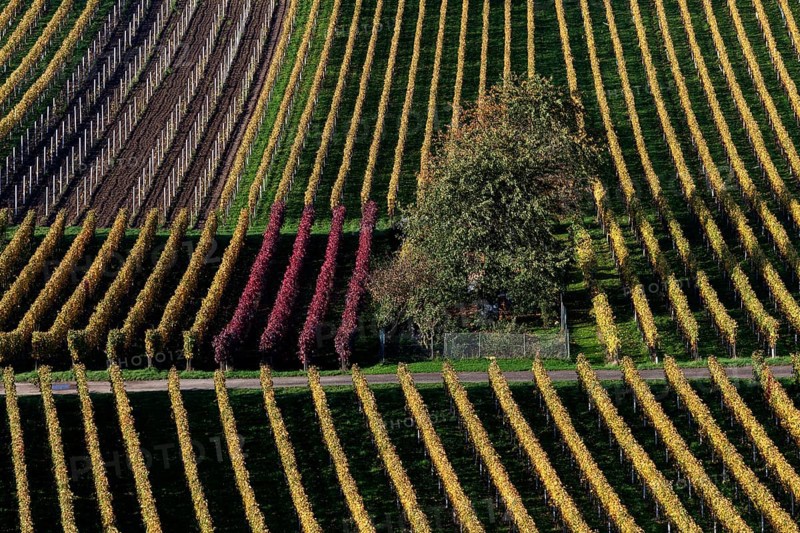 Vineyard in autumn colours
