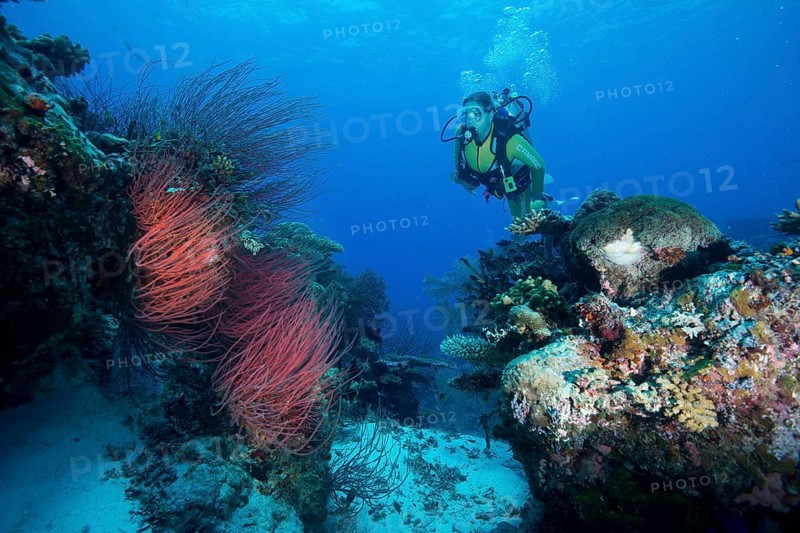 Diver looking at a Red Sea Whip (Ellisella ceratophyta)