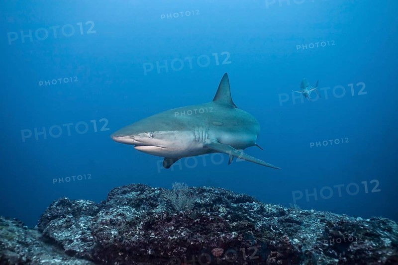 Galapagos Shark (Carcharhinus galapagensis)