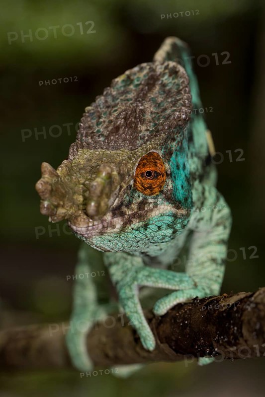 Parson's Chameleon (Calumma parsonii cristifer)