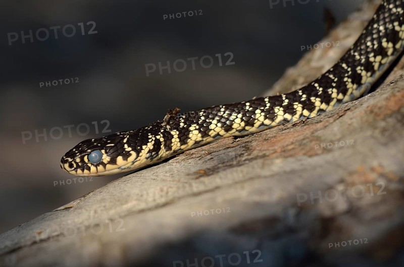 Green Whip Snake or Western Whip Snake (Hierophis viridiflavus)