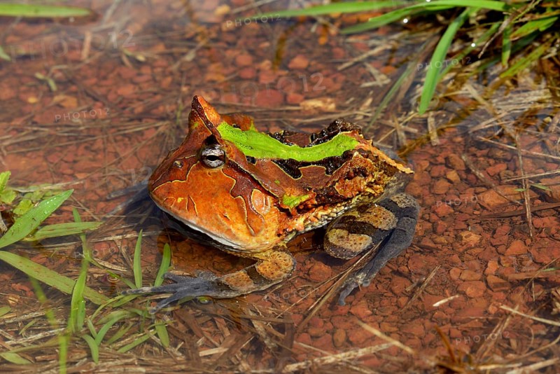 Amazonian horned frog (Ceratophrys cornuta) in water