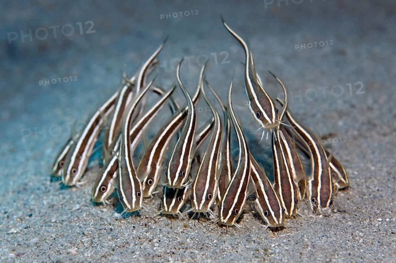 Shoal of Striped eel catfish (Plotosus lineatus) on sandy ground