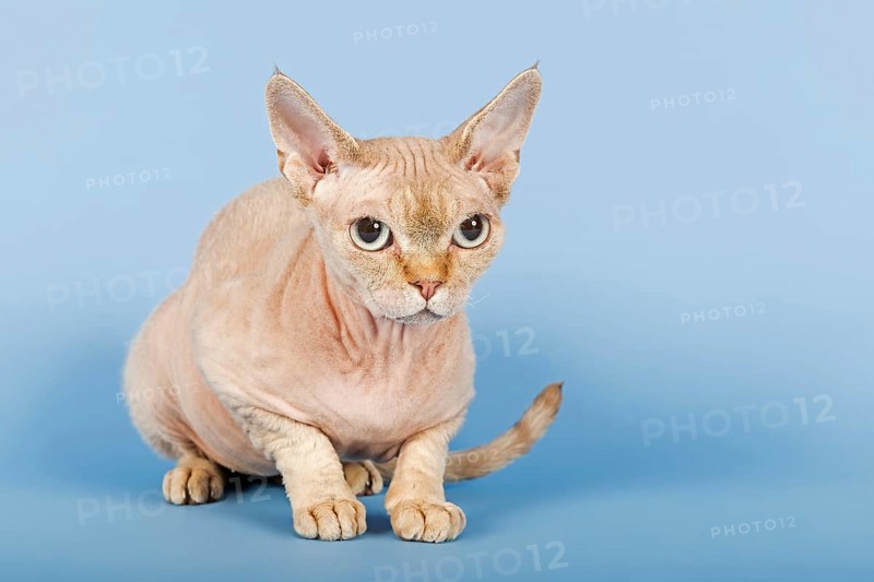 Devon Rex cat