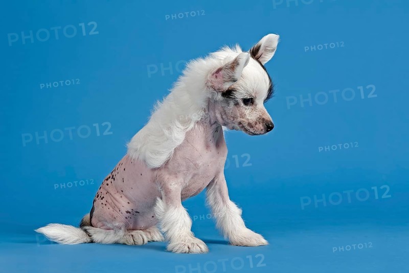 Chinese Crested Dog