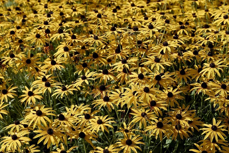 Yellow Coneflower or Black Eyed Susan (Rudbeckia fulgida)