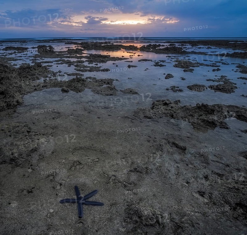 Starfish at low tide at sunset on the coast of Tanna Island