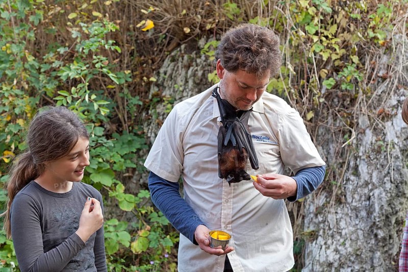 Man with Fruit Bat (Pteropodidae) around his neck