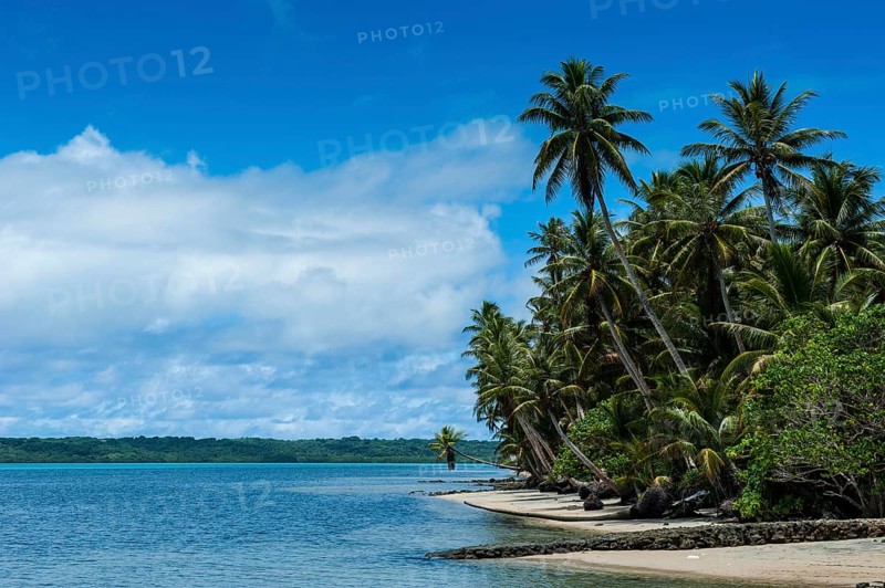White sand beach and palm trees