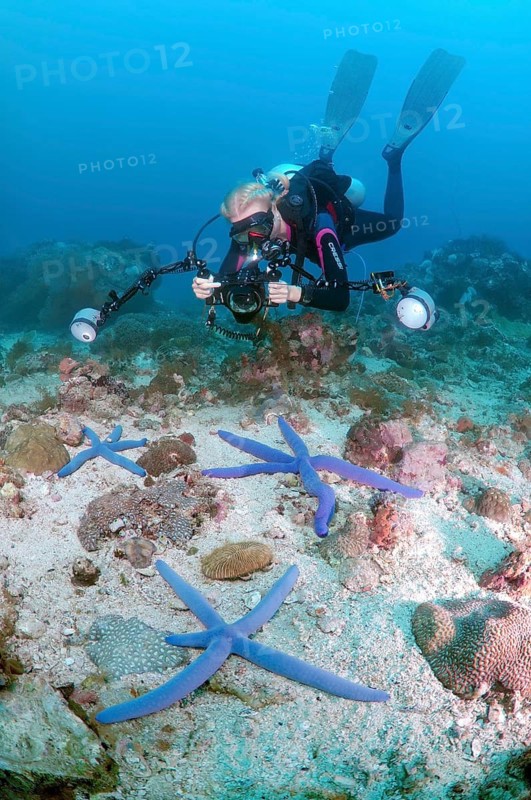 Diver taking pictures of Blue Starfish (Linckia laevigata)
