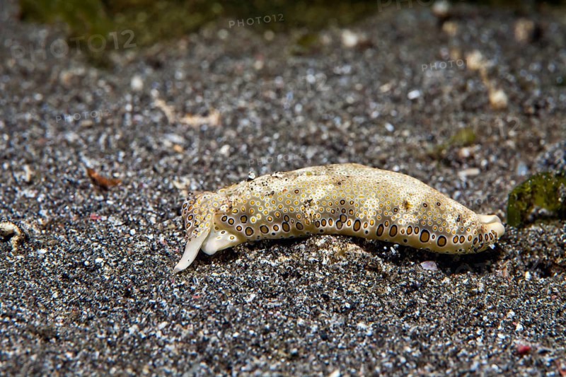 Ringed sap-sucking slug (Plakobranchus ocellatus)