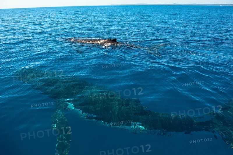 Humpback Whale (Megaptera novaeangliae)