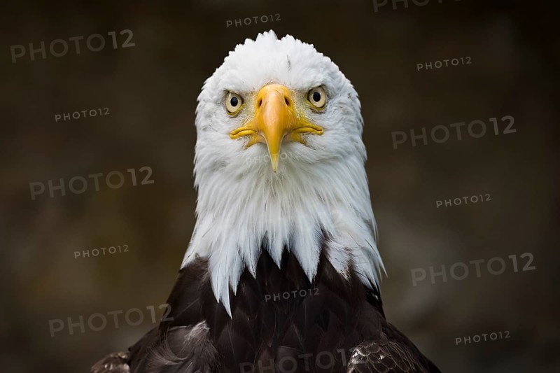 Bald Eagle (Haliaeetus leucocephalus)