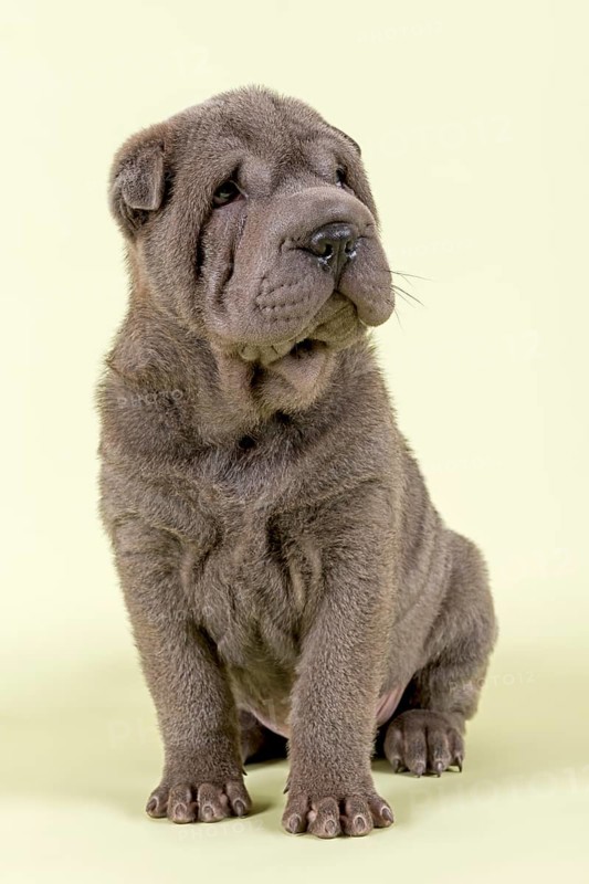 Shar-Pei puppy