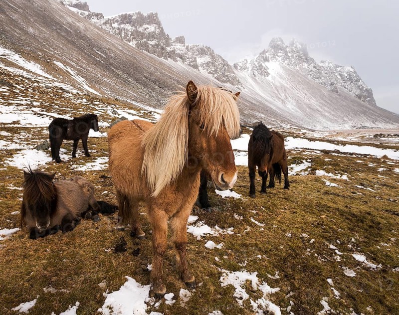 Icelandic horses in winter in front of snowy mountains