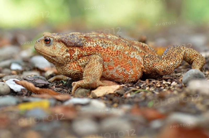 Large female of the Mediterranean Common Toad (Bufo bufo spinosus)