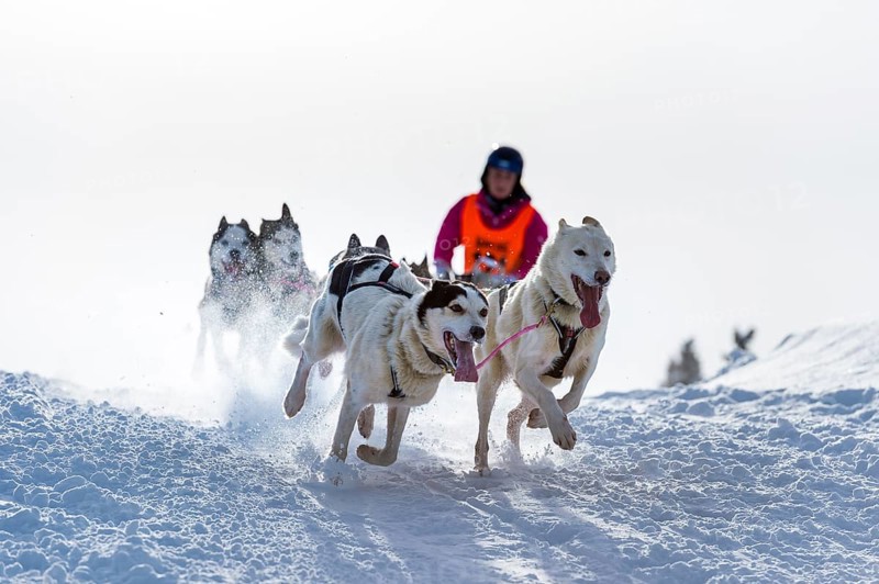 Sled dog racing