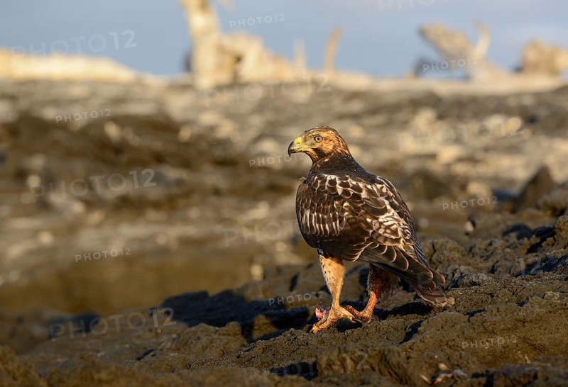 Galapagos hawk (Buteo galapagoensis) perched on lava rock