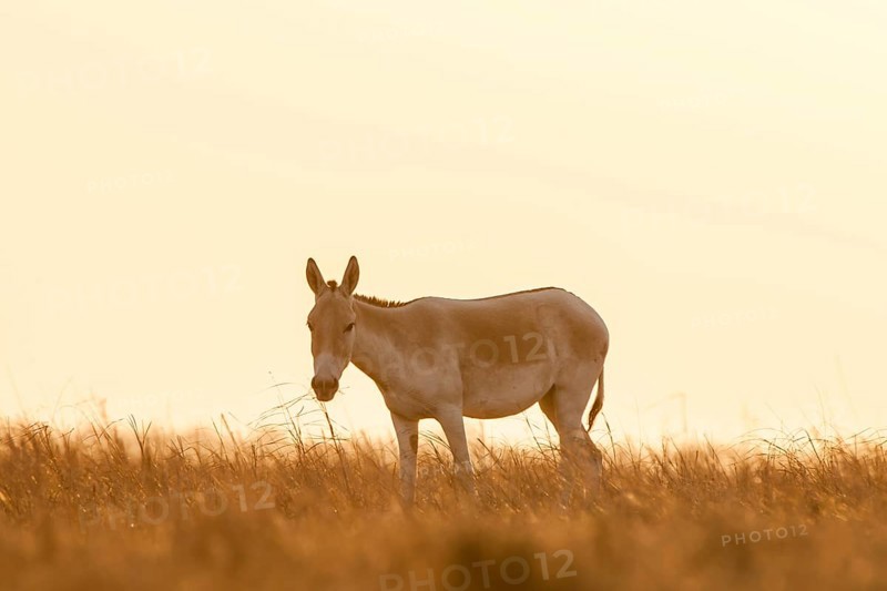 Onager or Asiatic wild ass (Equus hemionus)