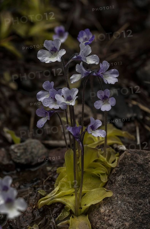 Corsican Butterwort (Pinguicula corsica)