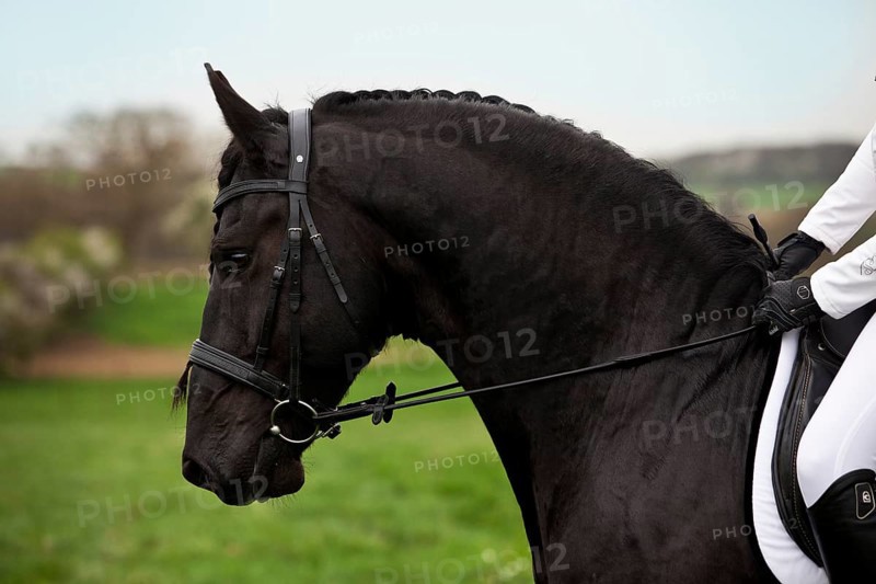 Friesian or Frisian horse
