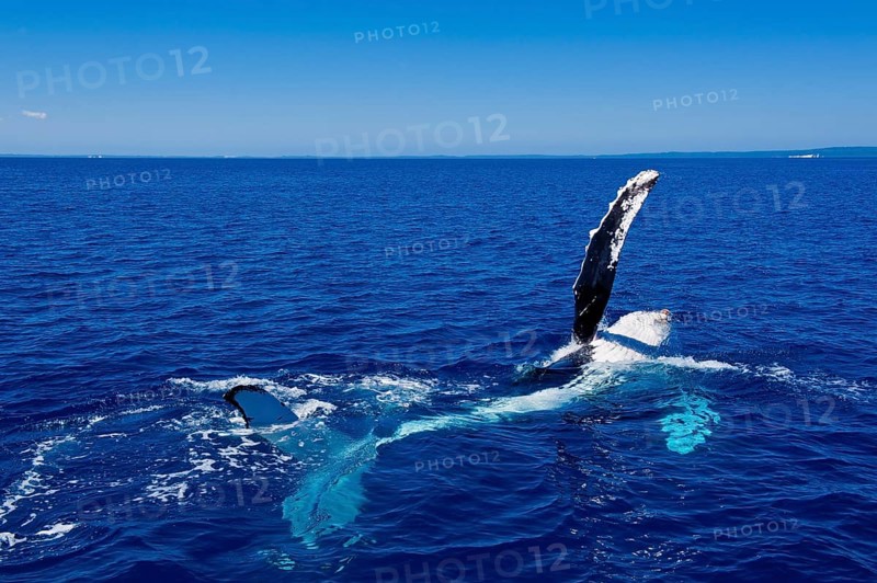 Humpback Whale (Megaptera novaeangliae)