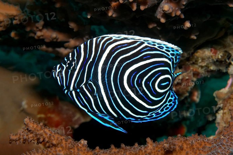 Emperor Angelfish (Pomacanthus imperator)