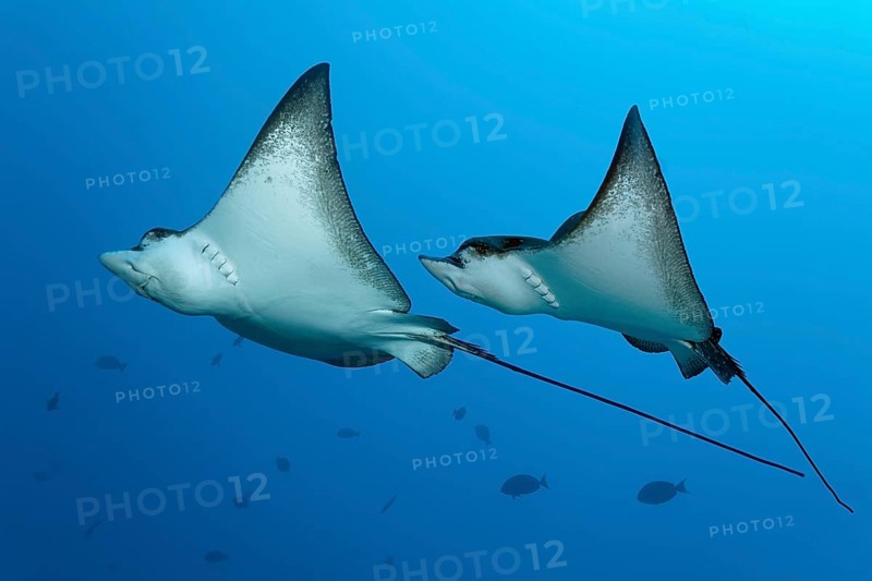 Two Spotted Eagle Rays (Aetobatus narinari)