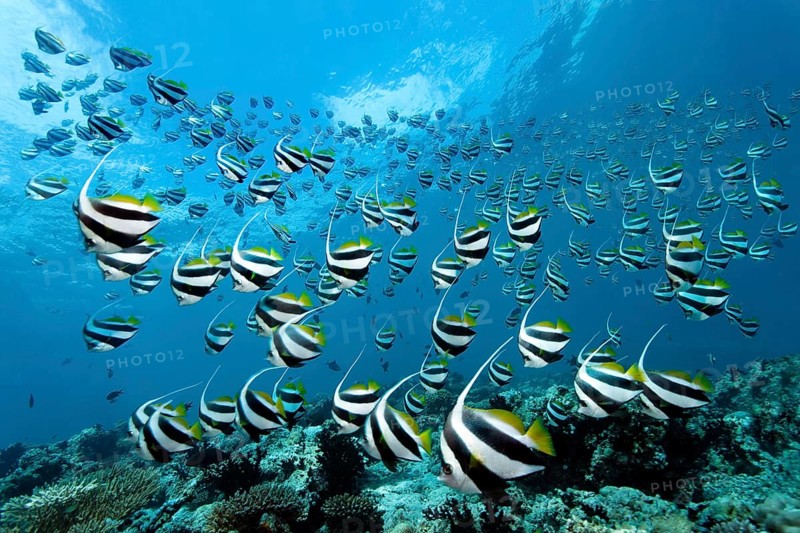 School of Schooling Bannerfish (Heniochus diphreutes) over a coral reef