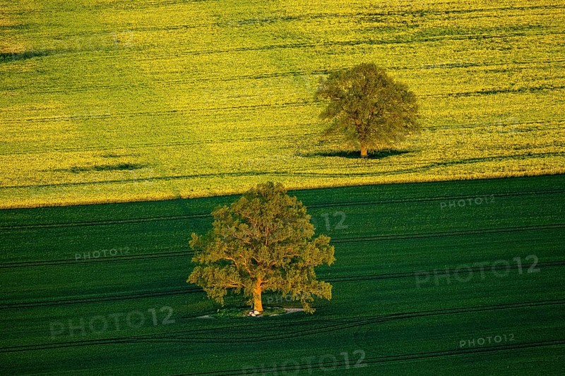 Trees in a green field and a flowering rape feed