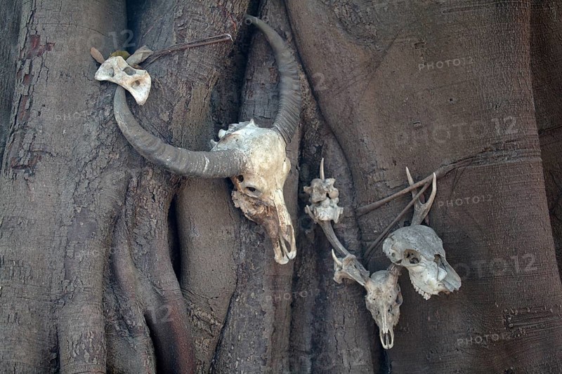 Skulls of Water Buffalo (Bubalus arnee)