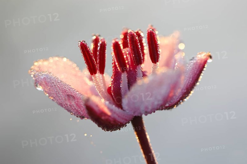 Flowering Rush (Butomus umbellatus)