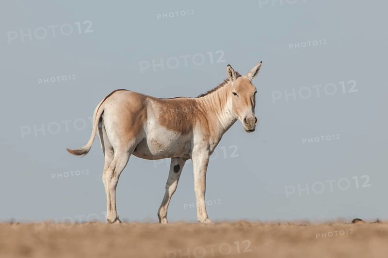 Onager or Asiatic wild ass (Equus hemionus)