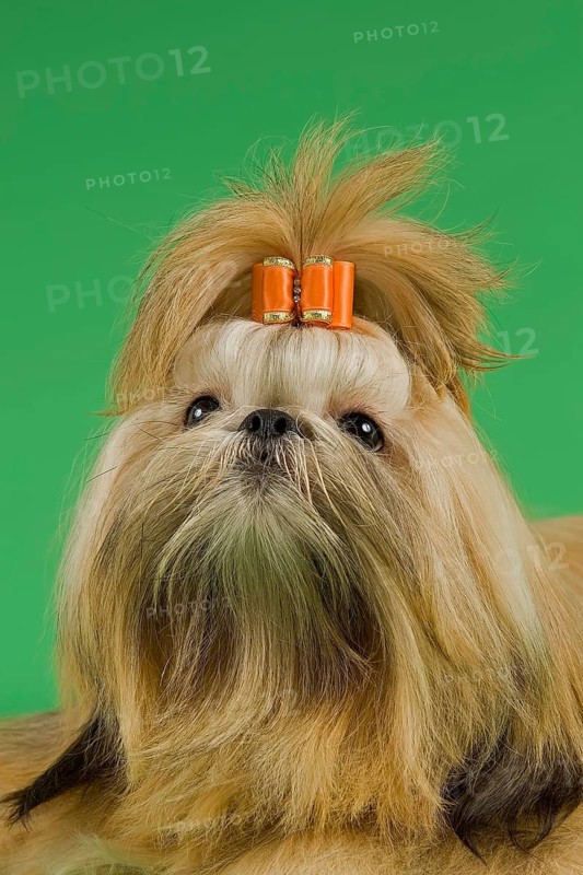 Shih Tzu female