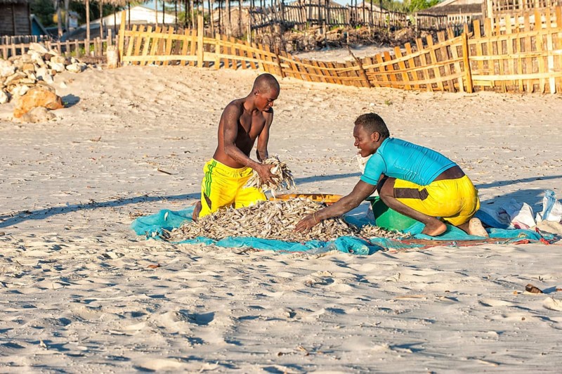 Malagasy fishermen collecting dried fish on the beach