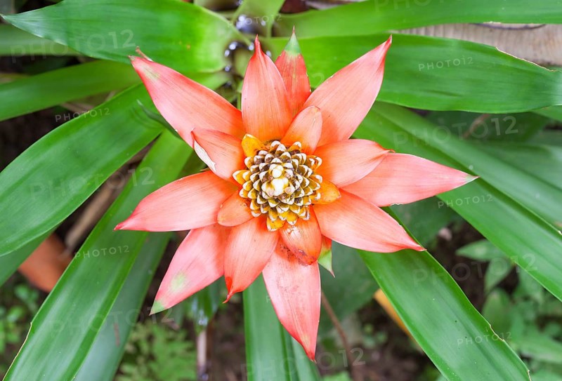 Bromelia