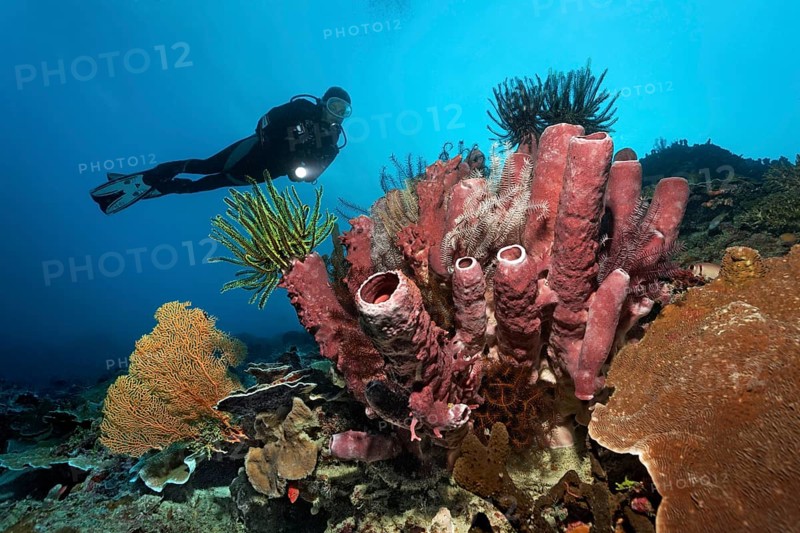 Divers looking at coral reef with various Sea lilies (Crinoidea) and red tube sponge (Cripbrochalina olemda)