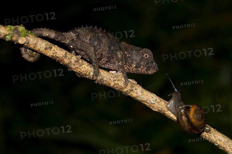 Short-horned Chameleon (Calumma brevicornis)