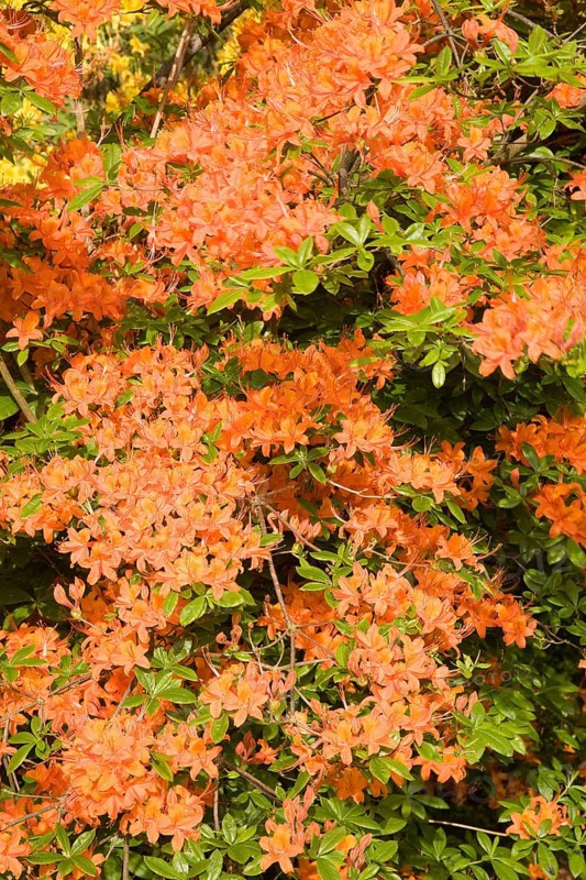 Orange flowering Rhododendron (Rhododendron molle)