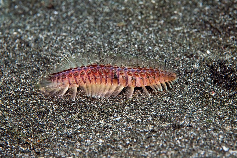 Golden fire worm (Chloeia flava)