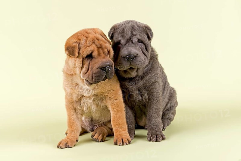 Two Shar-Pei puppies