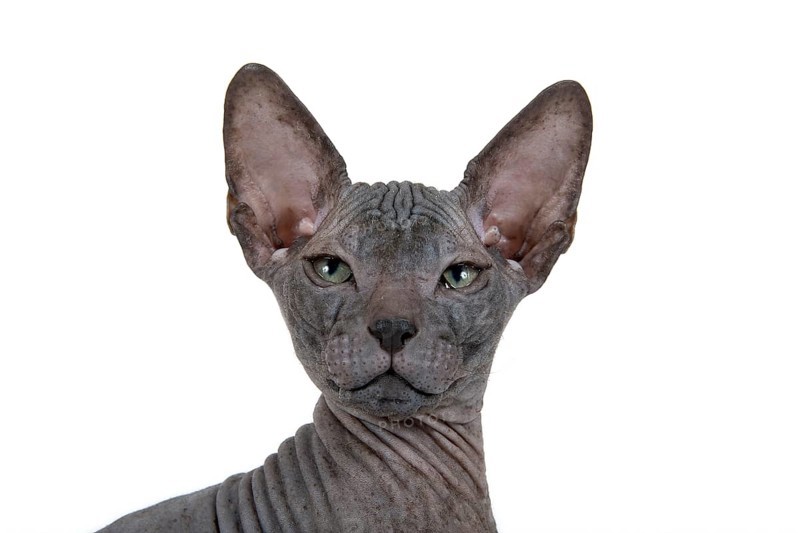 Don Sphynx kitten